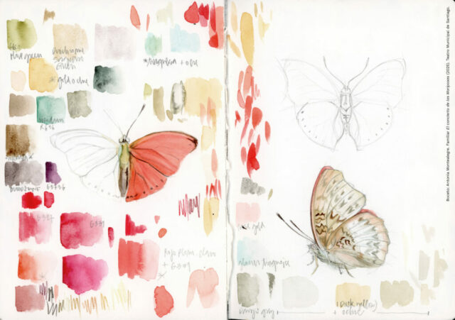 Boceto Antonia Montealegre