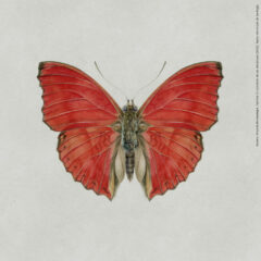 Boceto Antonia Montealegre