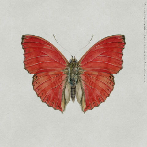 Boceto Antonia Montealegre