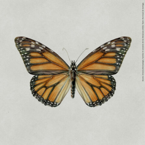 Boceto Antonia Montealegre